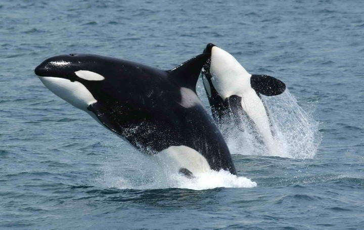 Orcas: Far more Interactions in 2023