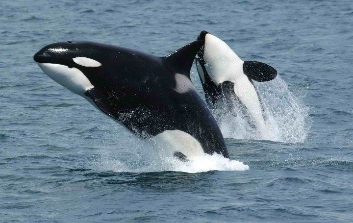 Delinquent orcas attack yachts in Spain